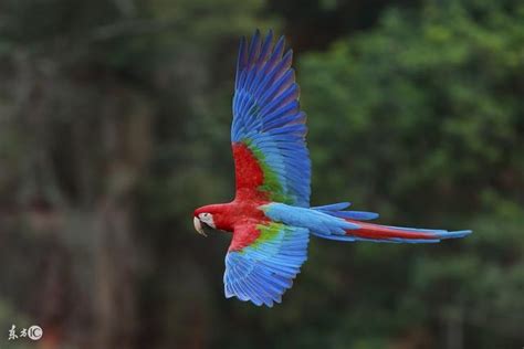 嚇死鳥|鸚鵡 常見疾病與防治